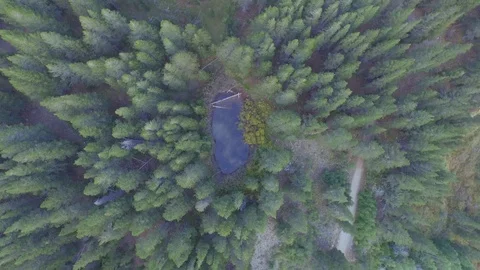 Aerial drone view of a small lake middle of pine tree conifer forest, Tahoe Stock Footage 100862187