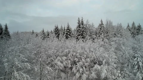 Aerial drone view to the snow covered coniferous forest trees. Stock Footage 167330602
