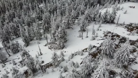 Aerial Drone View Snow-Covered Forest Landscape Stock Footage 324632400