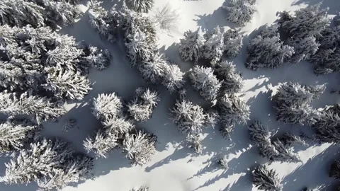 Aerial drone view of snow covered coniferous forest in winter Stock Footage 327391893