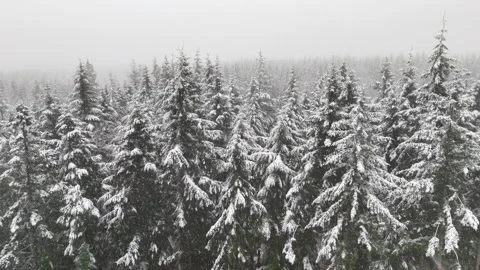 Aerial Drone View of Snow Falling on Snowy Evergreen Forest, Winter Snowstorm Stock Footage 330740990
