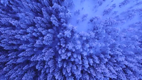 Aerial Drone View of Snowy Winter Forest Canopy Stock Footage 346038280