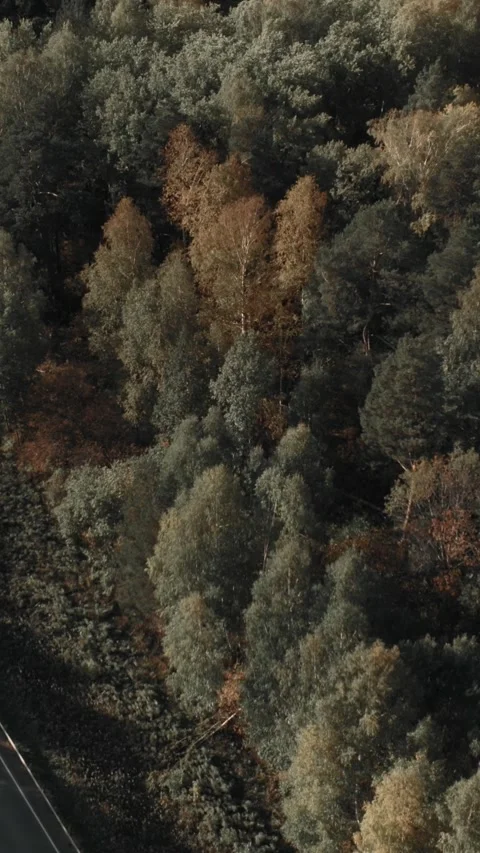 Aerial drone view of straight empty highway through autumn forest in Ural Russia Stock Footage 346558770