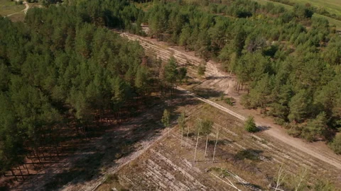 Aerial drone view of a summer forest on a sunny day. Stock Footage 169481912
