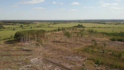 Aerial drone view of a summer forest on a sunny day.  Stock Footage 169482081