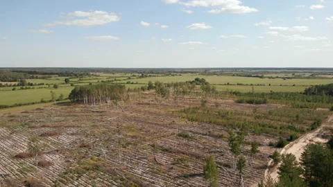 Aerial drone view of a summer forest on a sunny day. Stock Footage 169482243