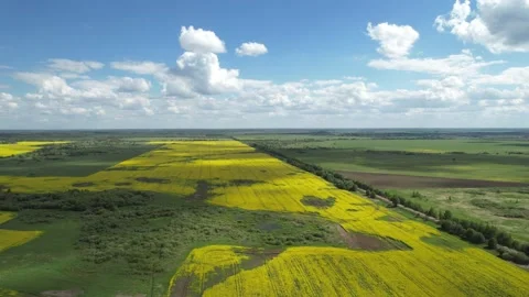 Aerial drone view summer landscape cloudy sky and rapeseed fields Video stock 283561522