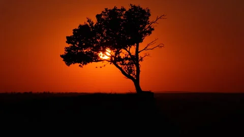 Aerial drone view of Sun setting behind a dark tree silhouette against a vibrant Stock Footage 345501815