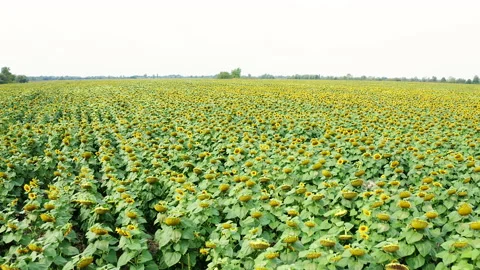 Aerial drone view sunflowers field. Stock Footage 161081853