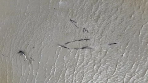 Aerial drone view of sunken broken wooden bridge in mudflat Stock Footage 337543747