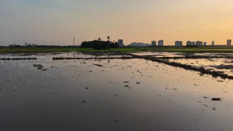 Aerial drone view of sunset paddy fields with city skyline Vídeo Stock 329363339