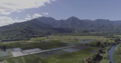 Aerial drone view of taro fields, hanalei kauai, hawaii Stock Footage 135321059