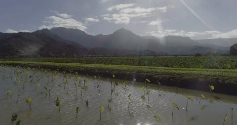 Aerial drone view of taro fields in the water, hanalei kauai, hawaii Stock Footage 135324533