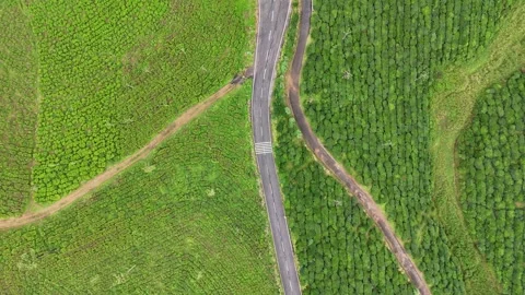 Aerial Drone View of Tea Plantations Across Rolling Hills Stockbeeldmateriaal 325639947
