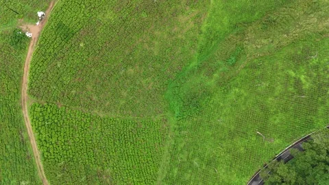 Aerial Drone View of Tea Plantations Across Rolling Hills Stock Footage 325640134
