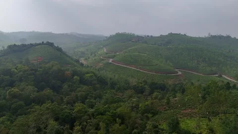 Aerial Drone View of Tea Plantations Across Rolling Hills 動画素材 325641735