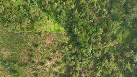 Aerial Drone View of Tea Plantations with Winding Spiral Roads Stock Footage 325648256