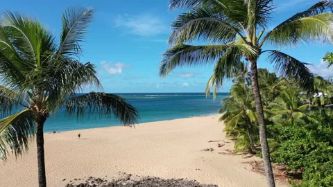 Aerial drone view through the palm trees to unveil Tunnels Beach Video stock 303042057