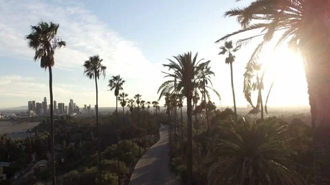 Aerial Drone view through tall palm trees to downtown Los Angeles Stock Footage