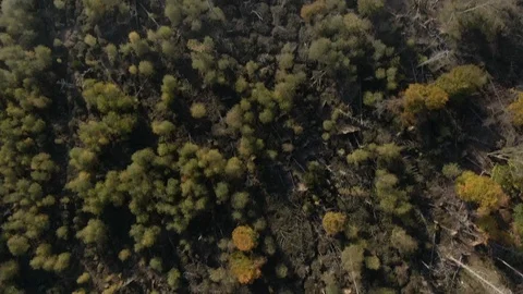 Aerial Drone View Top Down Of Forest with Dead Trees Followed By a Busy Street 스톡 동영상 118487070