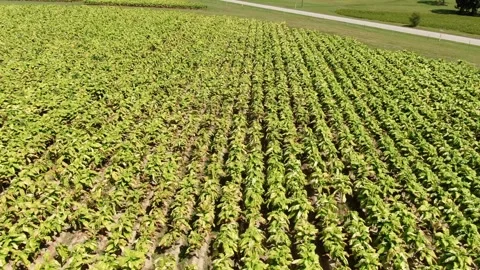Aerial Drone View of Top Down Tobacco Crop Rows and Pattern Texture Stock Footage 345285711
