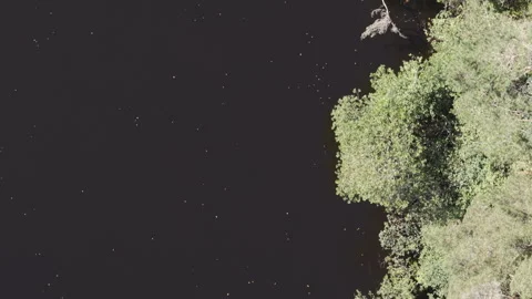 Aerial drone view tracking floating autumn leaves on Klarälven river Sweden Stock Footage 323863452