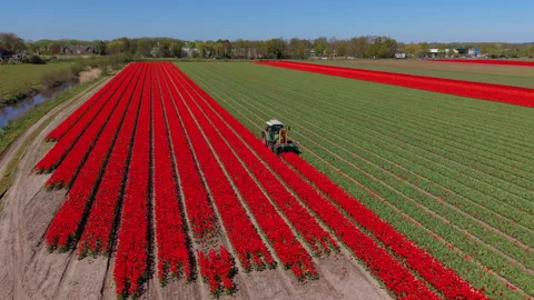 Aerial drone view of a tractor with a front-mounted topping machine harvesting Video stock 336219921