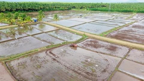 Aerial Drone View of Tractor Plowing Flooded Paddy Field, Egrets Flying Stock Footage 341510200