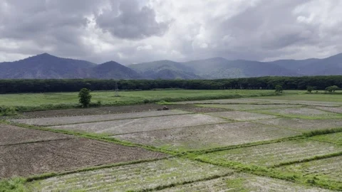 Aerial drone view of Tractor plowing a rice field with mountains beneath a Stock Footage 342809577