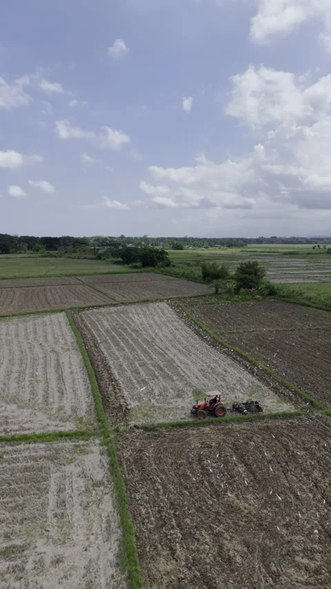 Aerial drone view of Tractor plowing a rice field as egrets feed on freshly Stock Footage 342809674