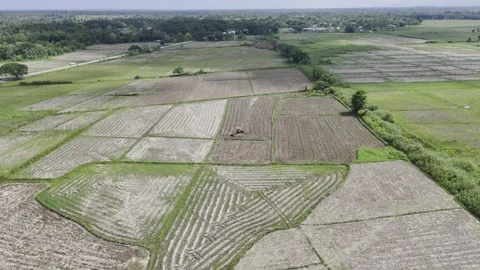 Aerial drone view of Tractor plowing a field as egrets feed on freshly turned Stock Footage 342810974