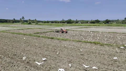 Aerial drone view of Tractor plowing a rice field as egrets feed and fly around Stock Footage 342811337