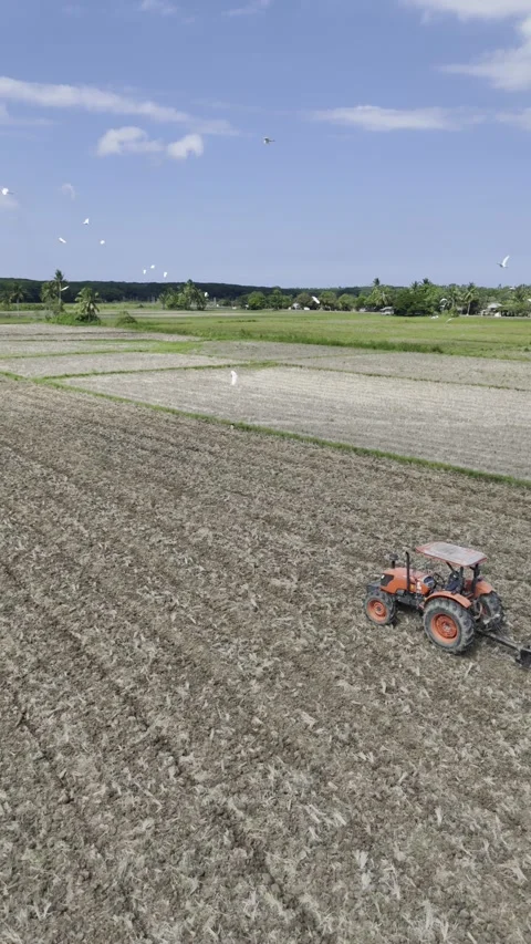 Aerial drone view of Tractor plowing a rice field surrounded by a large flock of Stock Footage 342812062