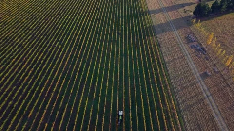 Aerial drone view of tractor Working through vineyard rows at golden hour. Stock Footage 338374048