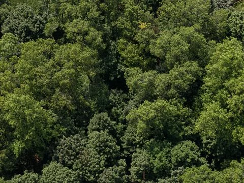 Aerial drone view of tree-lined suburban intersection, nearby homes, and local Stock-Fotos