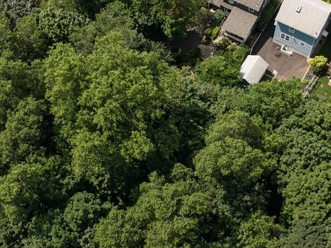 Aerial drone view of tree-lined suburban intersection, nearby homes, and local Stock-Fotos