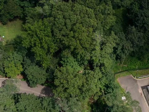 Aerial drone view of tree-lined suburban intersection, nearby homes, and local Stock-Fotos