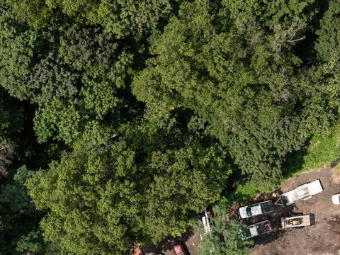 Aerial drone view of tree-lined residential neighborhood with detached homes Fotos de archivo