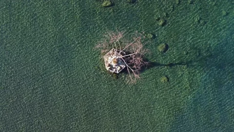 Aerial drone view of a tree in the middle of the lake Stock Footage 169543512