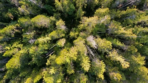 Aerial Drone View of Tree Tips Forest, Fir Nature Green Forest Outdoor Park Stock Footage 108066775