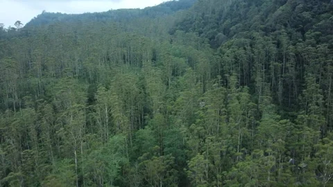 Aerial drone view of tree tops in Patuha mountain forest.  Stock Footage 265998277