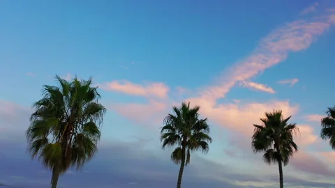 Aerial drone view of trees against a pink sunset - left to right Video stock 321380132