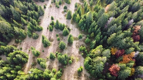 Aerial drone view of trees coniferous forest Elegant pines background northern 動画素材 290076057