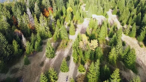 Aerial drone view of trees coniferous forest Elegant pines background northern Stock-Footage 290076089