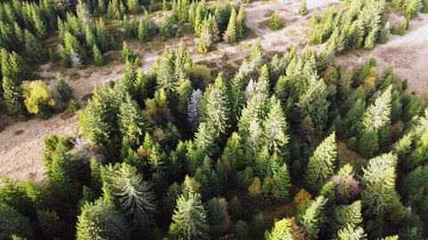 Aerial drone view of trees coniferous forest Elegant pines background northern Stock-Footage 290076121