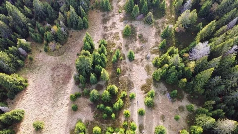 Aerial drone view of trees coniferous forest Elegant pines background northern Stock-Footage 290076209