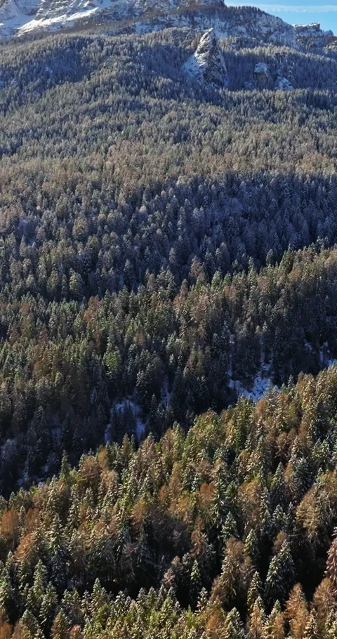 Aerial drone view of trees on the mountains in the Dolomites, Italy. Vertical Stock Footage 301855964