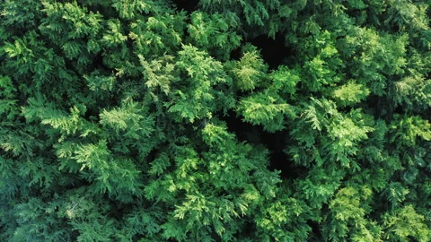 Aerial drone view of treetops in a deciduous forest Stock Footage 136902384