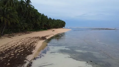 Aerial drone view of tropical beach with palm trees and white sand in Genera Stock Footage 345744430