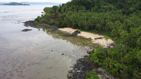 Aerial drone view of tropical beach with palm trees and white sand in Genera 库存影片 345746377